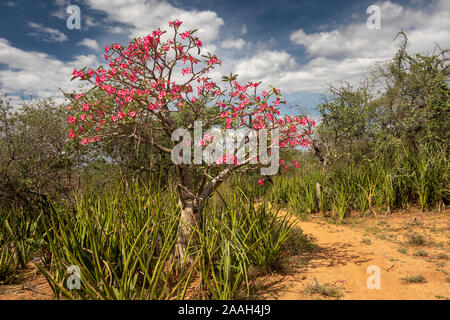 L'Éthiopie, de l'Omo, Turmi, desert rose rose Adenium obesum en fleur Banque D'Images