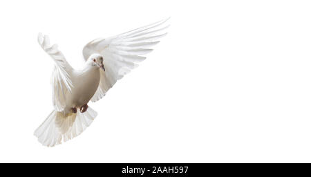 la colombe blanche vole magnifiquement isolée sur blanc Banque D'Images