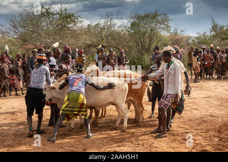 L'Éthiopie, de l'Omo, Turmi, bull jumping cérémonie, Hamar hommes manhandling bulls en ligne Banque D'Images