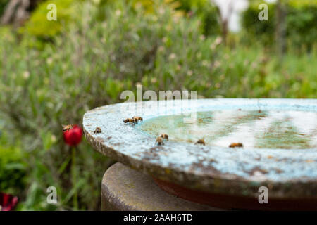 Les abeilles sont l'eau potable à lunettes dans un vert, rouge et jaune jardin fleuri sur midi, high angle view et close up. Banque D'Images