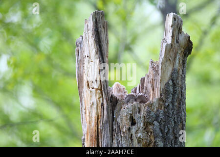 Chouette de l'Oural (Strix uralensis) femelle sur le nid dans la souche d'arbre, de l'Europe. Banque D'Images