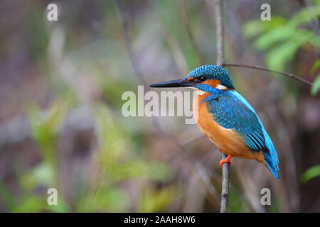 Kingfisher (Alcedo atthis) en saison de reproduction, le printemps, l'Europe