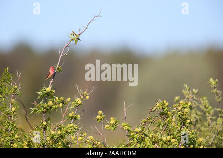 Common Rosefinch masculins (Carpodacus erythrinus) en saison de reproduction, l'Europe. Banque D'Images