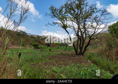 Dambo (zone humide) de la culture dans le fond d'une vallée au Malawi - apporte de l'année de la sécurité alimentaire pour les agriculteurs Banque D'Images