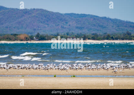 Les goélands s'assemblant sur les rives du lac Malawi pour se nourrir de petits poissons. Banque D'Images