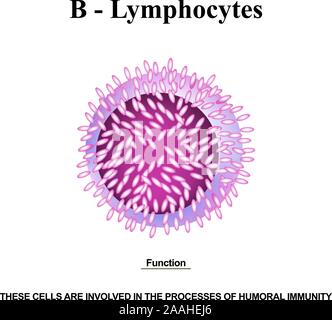 Les lymphocytes B structure. Les fonctions des lymphocytes B. Les cellules d'aide de l'immunité. L'infographie. Vector illustration sur fond isolé. Illustration de Vecteur