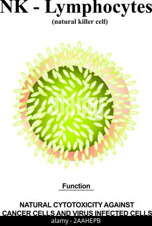 Les lymphocytes NK structure. Les fonctions des lymphocytes NK. Les cellules d'aide de l'immunité. L'infographie. Vector illustration sur fond isolé. Illustration de Vecteur