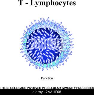 Les lymphocytes T structure. Les fonctions des lymphocytes T. Les cellules d'aide de l'immunité. L'infographie. Vector illustration sur fond isolé. Illustration de Vecteur