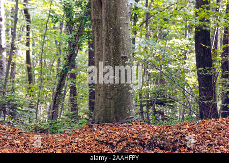 Fagus orientalis - communément appelé hêtre Oriental - tronc avec l'automne les feuilles sèches sur le sol. Banque D'Images