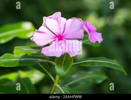 Pervenche de Madagascar (Catharanthus roseus) ou, plante médicinale, Allemagne Banque D'Images