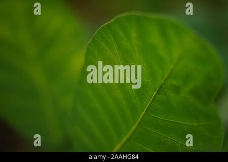Feuilles vert frais, macro photo, soft focus sélectif. Banque D'Images