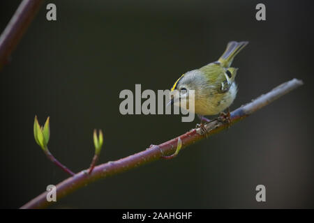 Goldcrest (Regulus regulus) en saison de reproduction, le printemps, l'Europe. Banque D'Images