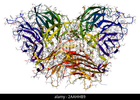 L'invertase, une enzyme qui catalyse l'hydrolyse (répartition) de saccharose (sucre de table). Structure moléculaire 3D Banque D'Images