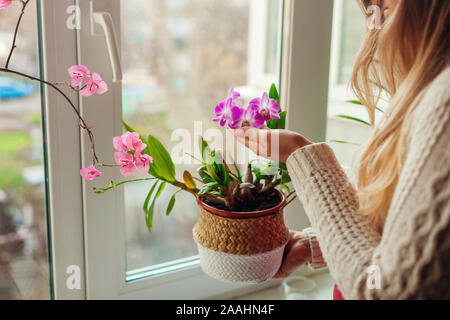 Orchidée dendrobium et bougainvilliers. Prendre soin de la femme accueil plats. Woman holding pot dans panier de fleurs. Banque D'Images