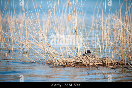 Ou communs, Foulque macroule Fulica atra sur le nid sur le lac. Des oiseaux d'un noir à front blanc. Banque D'Images