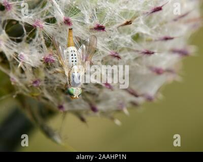 Mouche femelle / un plus grand fruit fly (Terellia longicauda) sur flowerhead laineux de Cirsium eriophorum), la plante hôte pour ses larves, au Royaume-Uni. Banque D'Images
