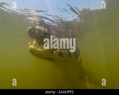 Jacare Caiman (Caiman yacare) sous l'eau, Pantanal, Mato Grosso, Brésil Banque D'Images