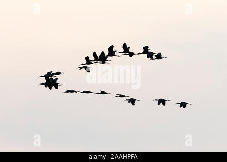 Troupeau de Wood Stork (Mycteria americana) au ciel, Pantanal, Mato Grosso, Brésil Banque D'Images