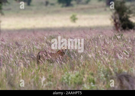 Guépard Acynonix jubatus, dans les hautes herbes de la savane de Tsavo, au Kenya, Voi Banque D'Images