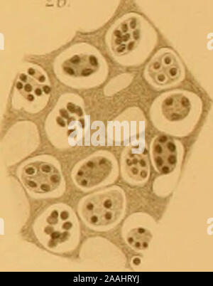 'Die mikroorganismen. Mit besonderer Berücksichtigung der ätiologie der infektionskrankheiten" (1896) Banque D'Images
