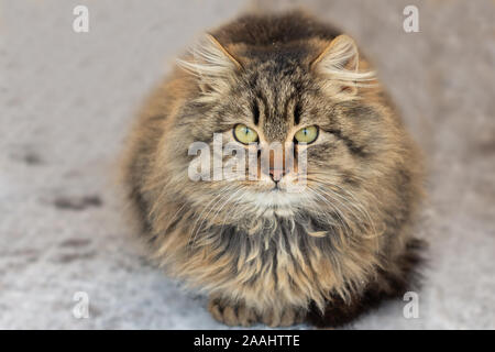 Portrait d'un jeune chat à longs poils de couleur marron et gris foncé sur fond flou. L'émotion de surprise et l'irritation. copy space Banque D'Images