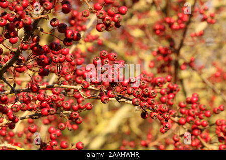 Grand nombre de petits fruits rouges sur l'arbre d'aubépine Banque D'Images