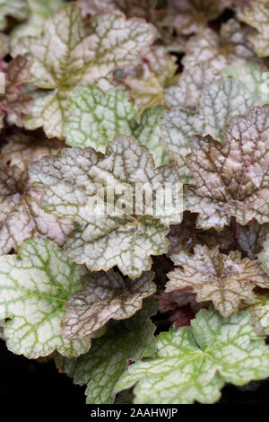 Heuchera 'Green' Gingembre Banque D'Images