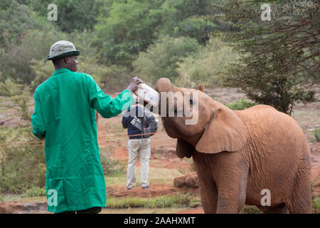 Secouru bébés éléphants au Centre David Sheldrick à Nairobi, Kenya Banque D'Images