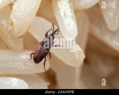 La macro photographie de ou Charançon du riz Sitophilus oryzae sur riz cru Banque D'Images