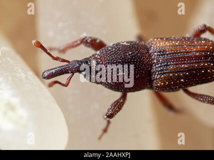 La macro photographie de ou Charançon du riz Sitophilus oryzae sur riz cru Banque D'Images