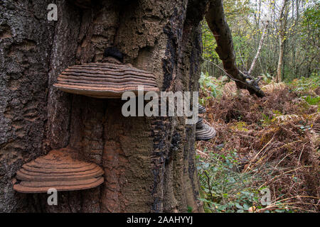 Le sud du champignon : Ganoderma australe. On Beech tree. Surrey, UK Banque D'Images