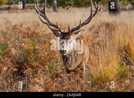 Cerfs à Richmond Park, London UK Banque D'Images