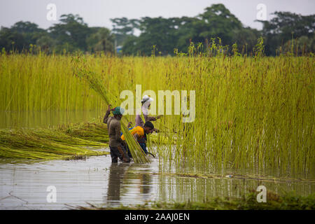 La récolte des agriculteurs au jute au Bangladesh Faridpur. Banque D'Images