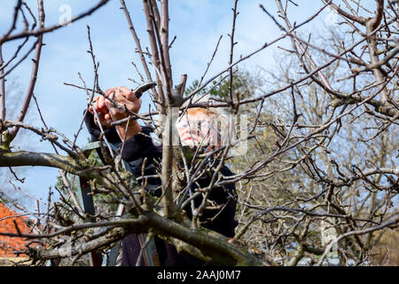 Une femme âgée, jardinier est grimpé dans les branches d'élagage elle de fruits des arbres à l'aide d'élagueurs au début de printemps. Banque D'Images