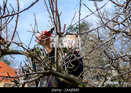 Une femme âgée, jardinier est grimpé jusqu'à des échelles de taille avec la cime des branches d'un arbre fruitier à l'aide d'élagueurs au début de printemps. Banque D'Images