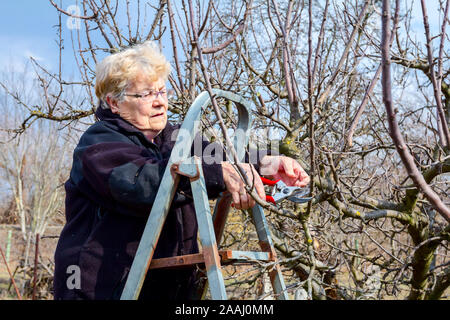 Une femme âgée, jardinier est grimpé jusqu'à des échelles de taille avec la cime des branches d'un arbre fruitier à l'aide d'élagueurs au début de printemps. Banque D'Images
