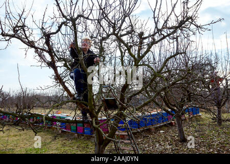 Une femme âgée, jardinier est grimpé jusqu'à des échelles de taille avec la cime des branches d'un arbre fruitier à l'aide d'élagueurs au début de printemps, près de la colonie d'abeilles, Banque D'Images