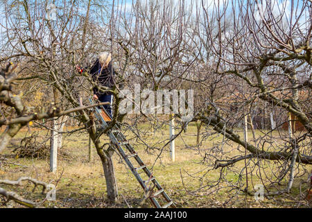 Une femme âgée, jardinier est grimpé jusqu'à des échelles de taille avec la cime des branches d'un arbre fruitier à l'aide d'élagueurs au début de printemps. Banque D'Images