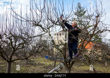 Une femme âgée, jardinier est grimpé jusqu'à des échelles de taille avec la cime des branches d'un arbre fruitier à l'aide d'élagueurs au début de printemps, près de la colonie d'abeilles, Banque D'Images