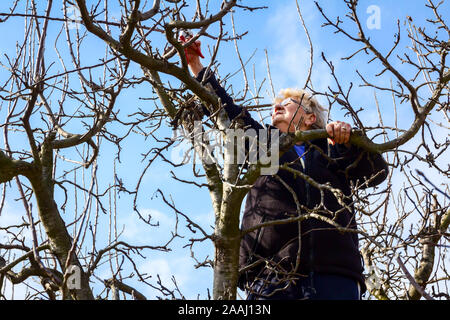 Une femme âgée, jardinier est grimpé dans les branches d'élagage elle de fruits des arbres à l'aide d'élagueurs au début de printemps. Banque D'Images