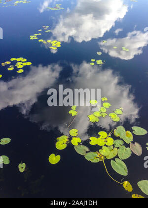 Réflexions de puffy blanc nuages contre un ciel bleu dans les eaux calmes le long de l'anhinga trail dans le parc national des Everglades. Banque D'Images