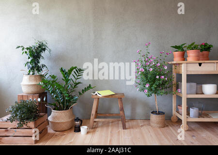 Les plantes en pots et fleurs, livre sur les selles dans un jardin intérieur Banque D'Images