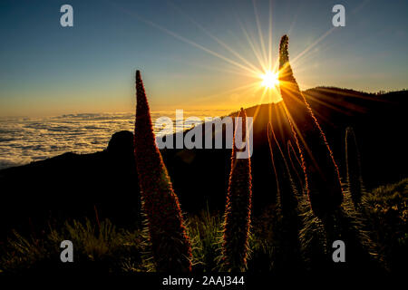 Coucher du soleil avec tajinastes Banque D'Images