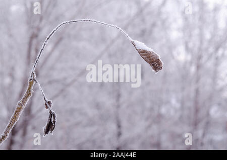 Feuille sèche gelé sous la neige. Paysage d'hiver minimaliste. Banque D'Images