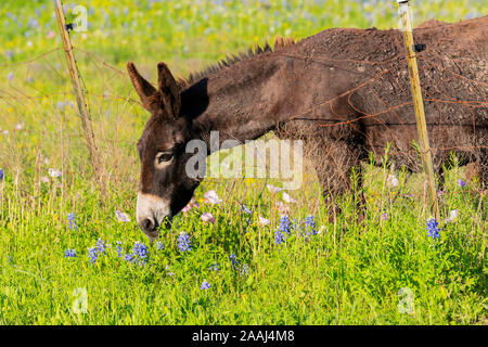 Burro paissant dans une prairie au Texas Bluebonnet Rempli Banque D'Images