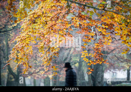 Bad Homburg, Allemagne. 22 Nov, 2019. Un passant par des promenades le long de l'autumnally arbres décolorés dans le Kurpark. Crédit : Frank Rumpenhorst/dpa/Alamy Live News Banque D'Images