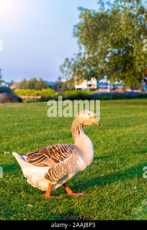 Goose sur l'herbe dans le parc Banque D'Images