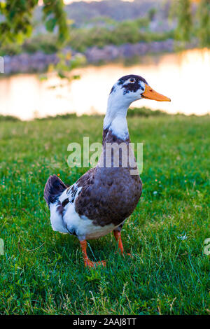 Goose sur l'herbe dans le parc Banque D'Images