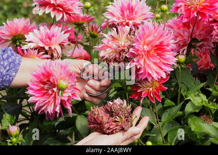 Le deadheading femme dahlias dans un jardin à la fin de l'été - frontière Septembre. UK Banque D'Images