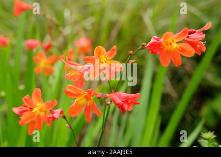 Crocosmia x crocosmiiflora 'Carmin Brillant'. Montbretia 'Affichage' brillant Carmin vif fleurit à la fin de l'été - septembre. UK Banque D'Images